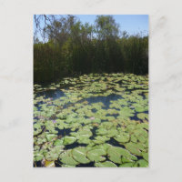 Outback Lily Pads