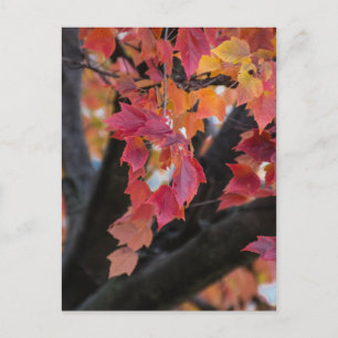 Cartão Postal Outono
