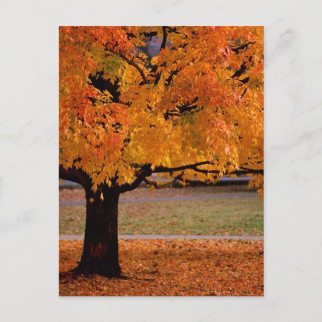 Cartão Postal outono (1) (Frente)