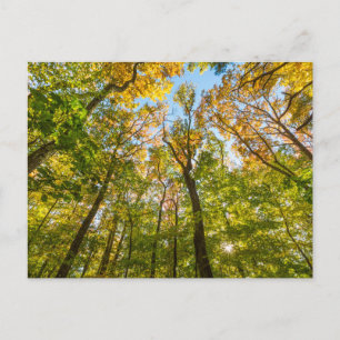 Cartão Postal Outono em uma floresta em Amesbury, Massachusetts