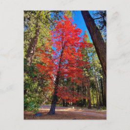 Cartão Postal Outono em Yosemite