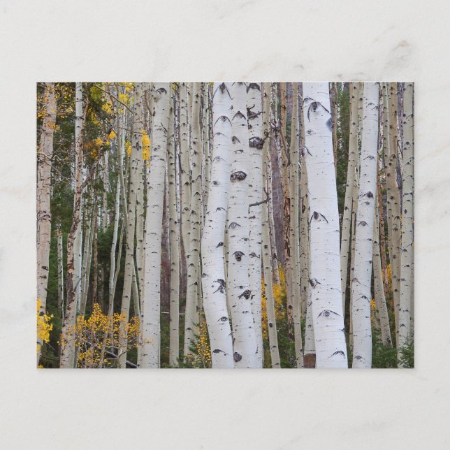 Cartão Postal Outono no Aspen (Frente)