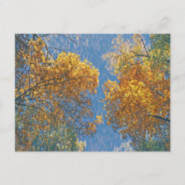 Cartão Postal Outono Pálido 