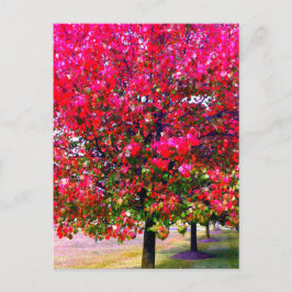 Cartão Postal Outono rosa deixa árvores