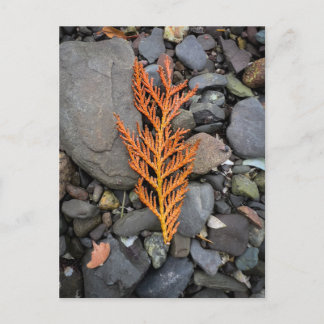 Cartão Postal Outono sobre as Rochas