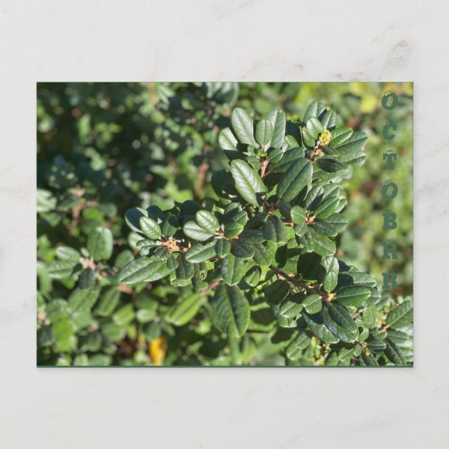 CARTÃO POSTAL OUTUBRO (Frente)