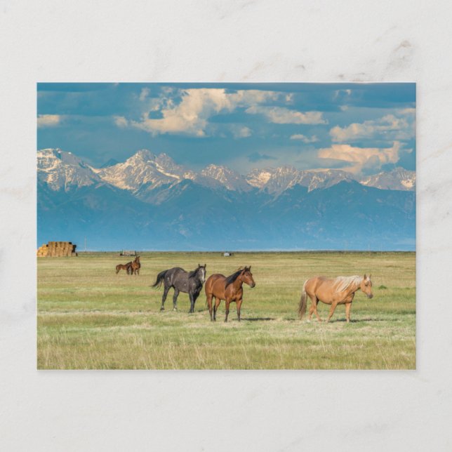 Cartão Postal Ouviu falar de Cavalos em Hayfield (Frente)