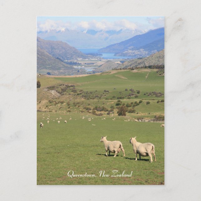 Cartão Postal Ovelha com vista, Queenstown NZ - Cartão-postal (Frente)