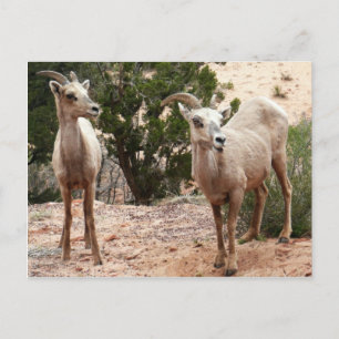Cartão Postal Ovelha Engraçada no Parque Nacional do Zion