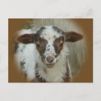 Cartão Postal Ovelha - Lambe Castanho