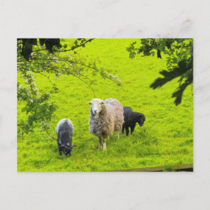 Cartão Postal Ovelhas