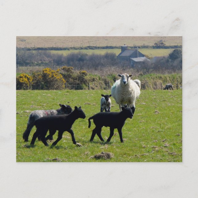 Cartão Postal Ovelhas Bodmin Moor Cornwall Inglaterra (Frente)