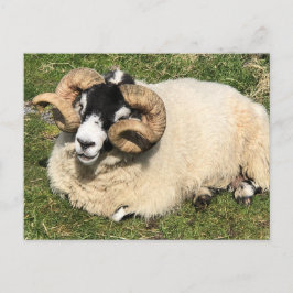 Cartão Postal Ovelhas com Chifres Encaracolados. Ilha de Islay, 