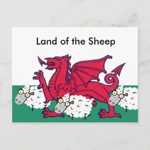 Cartão Postal ovelhas de galinha, Land of the Sheep