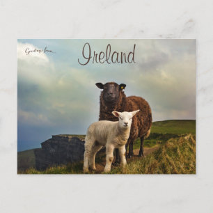 Cartão Postal Ovelhas e borras nas algemas de Moher Ireland