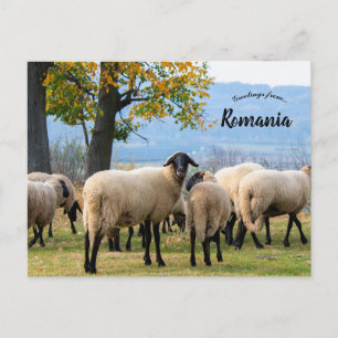 Cartão Postal Ovelhas na Romênia Rural