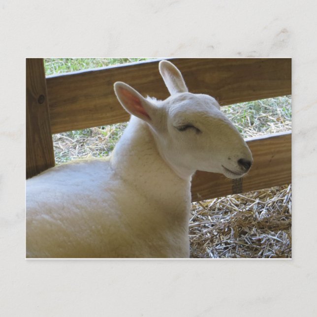 Cartão Postal Ovelhas sorridentes (Frente)