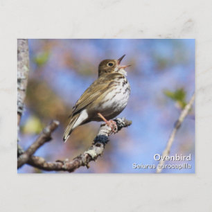 Cartão Postal Ovenbird