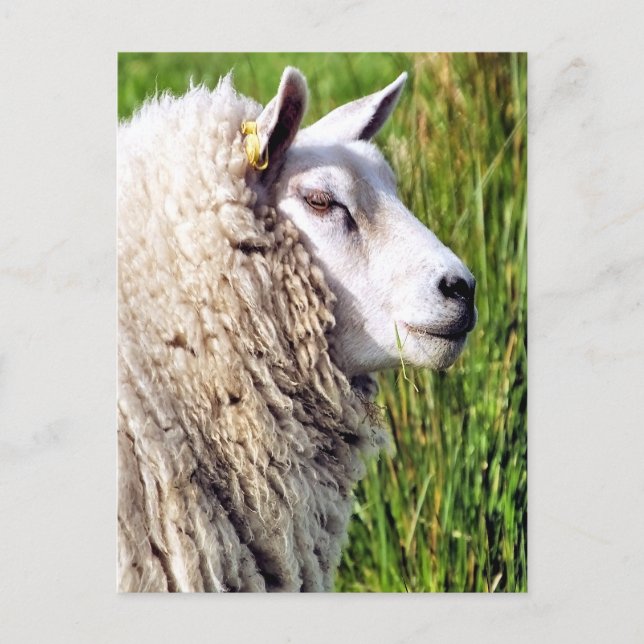 CARTÃO POSTAL OVINO DE BOVINO (Frente)