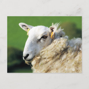 CARTÃO POSTAL OVINO DE BOVINO