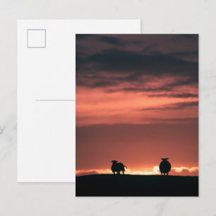 Cartão Postal Ovino - Foto de natureza sunset