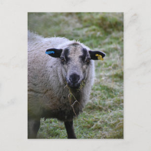 Cartão Postal Ovinos