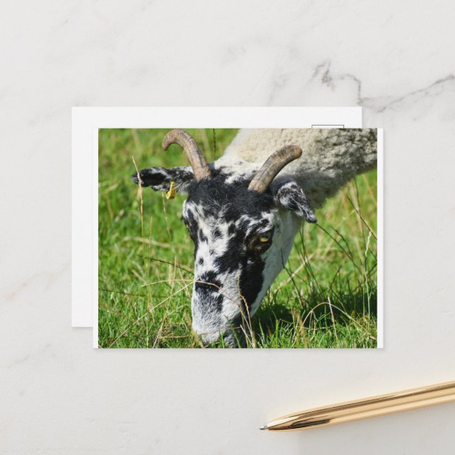 Cartão Postal Ovinos (Frente/Verso In Situ)