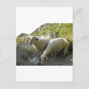 Cartão Postal Ovinos