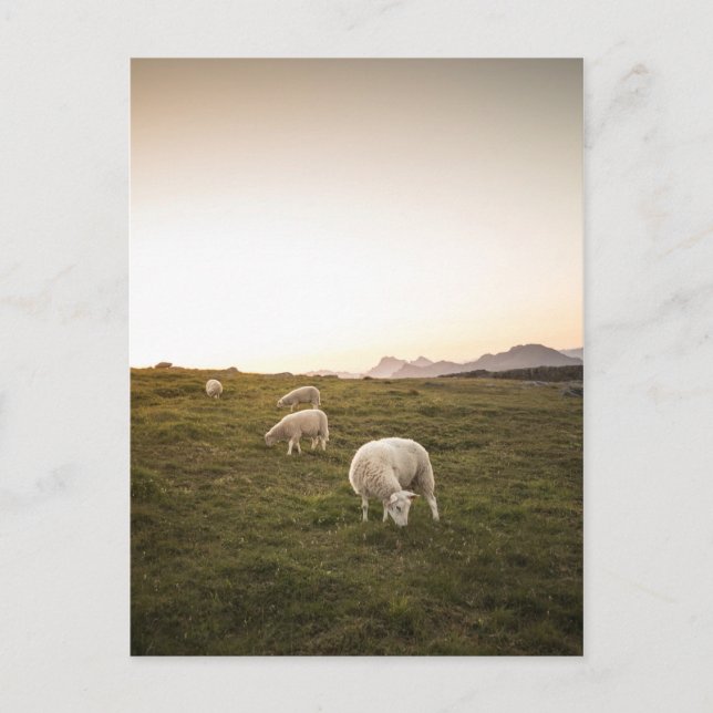 Cartão Postal Ovinos (Frente)
