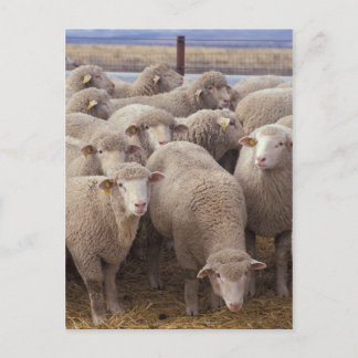 Cartão Postal Ovinos