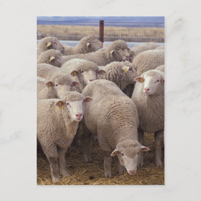 Cartão Postal Ovinos (Frente)