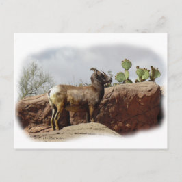 Cartão Postal Ovinos de Montanha do Deserto