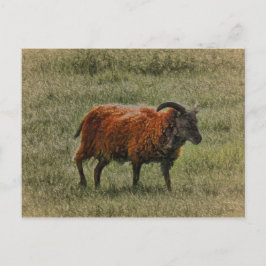 Cartão Postal Ovinos de Soja