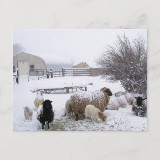 Cartão Postal Ovinos Em Abril De Neve