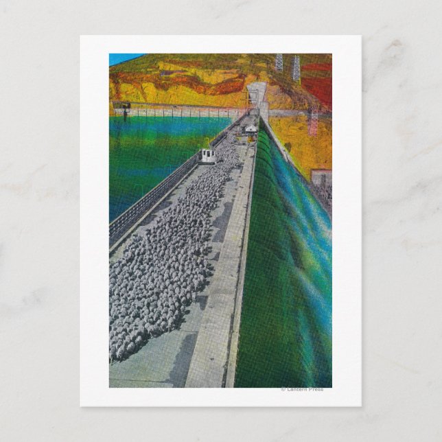 Cartão Postal Ovinos na Barragem de Grand Coulee (Frente)