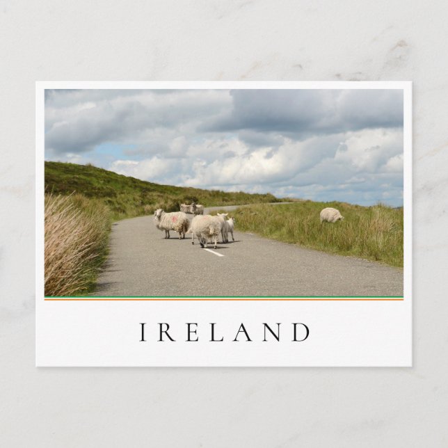 Cartão Postal Ovinos na estrada na Irlanda (Frente)