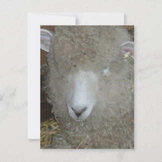 Cartão Postal Ovinos na feira do condado