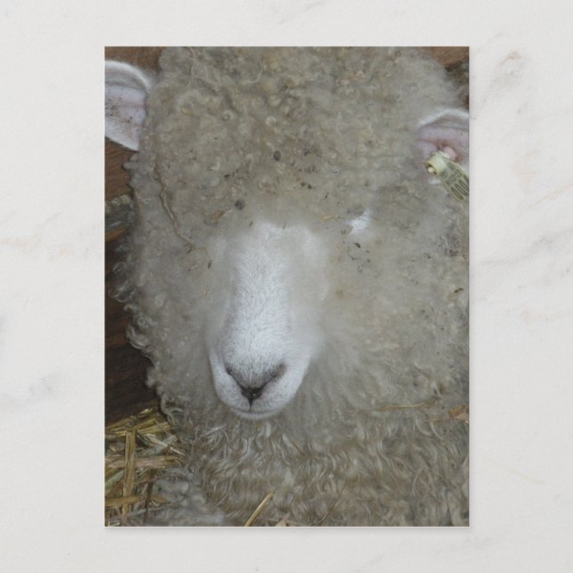 Cartão Postal Ovinos na feira do condado (Frente)