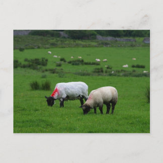Cartão Postal Ovinos Próximos do Parque de Deerpark Irlanda