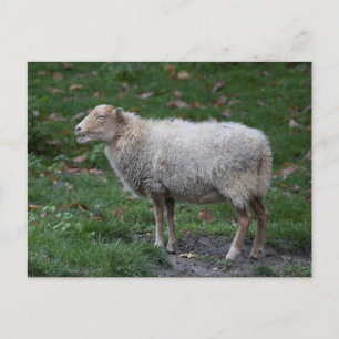 Cartão Postal Ovis aries