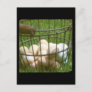 Cartão Postal Ovos