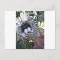 Ovos de aves de capoeira