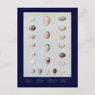 Cartão Postal Ovos de aves Placa C História Natural da Vintagem