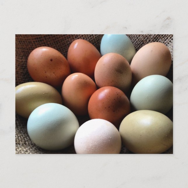 Cartão Postal Ovos de todas as sombras (Frente)