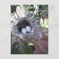 Ovos do colibri