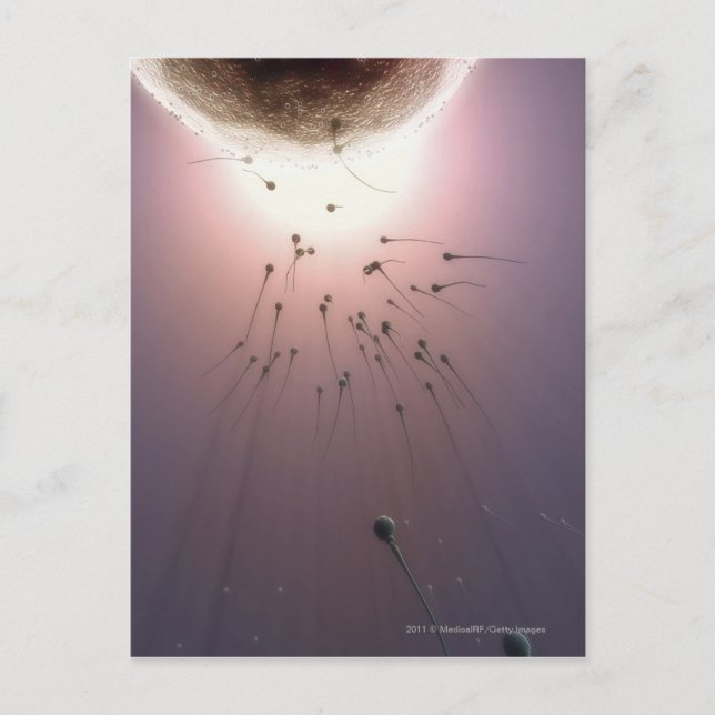 Cartão Postal Ovos fertilizados por esperma (Frente)