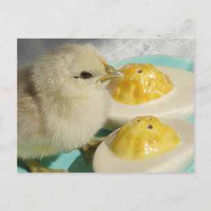 Cartão Postal Ovos pintinhos e Devolvidos 2