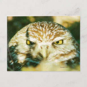 CARTÃO POSTAL OWL