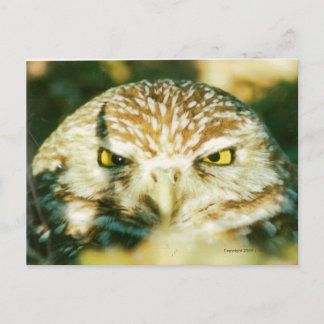 CARTÃO POSTAL OWL