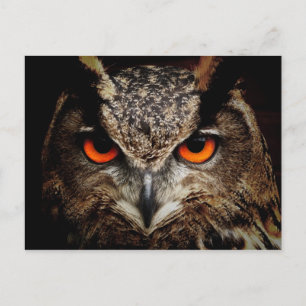 CARTÃO POSTAL OWL